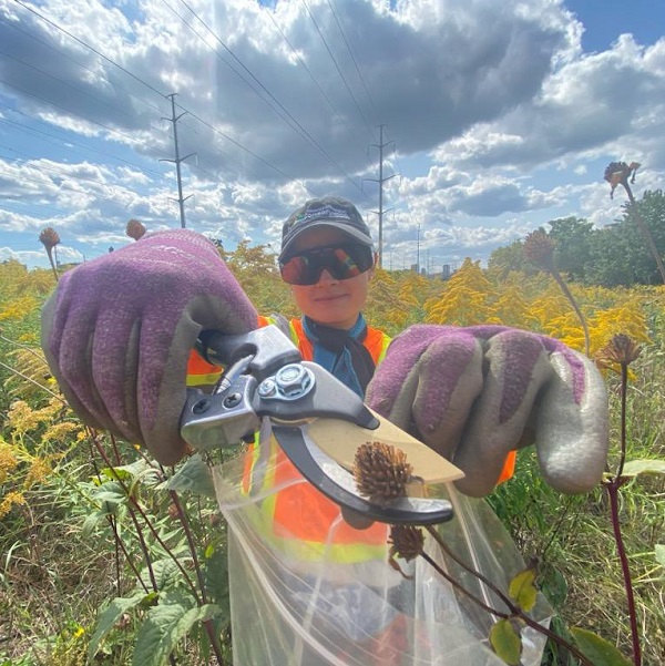 TRCA staff collecting a native meadow plant seed head with hand pruners while standing in a meadow of flowering yellow goldenrod