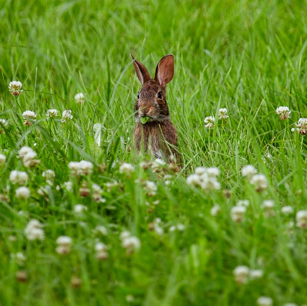 a rabbit in a field of meadow grass