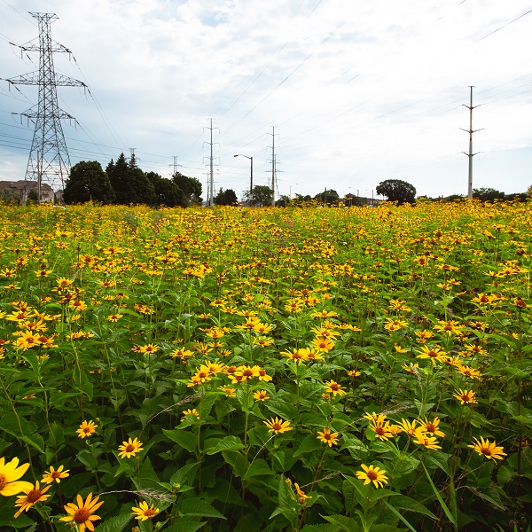 wildflowers bloom in The Meadoway