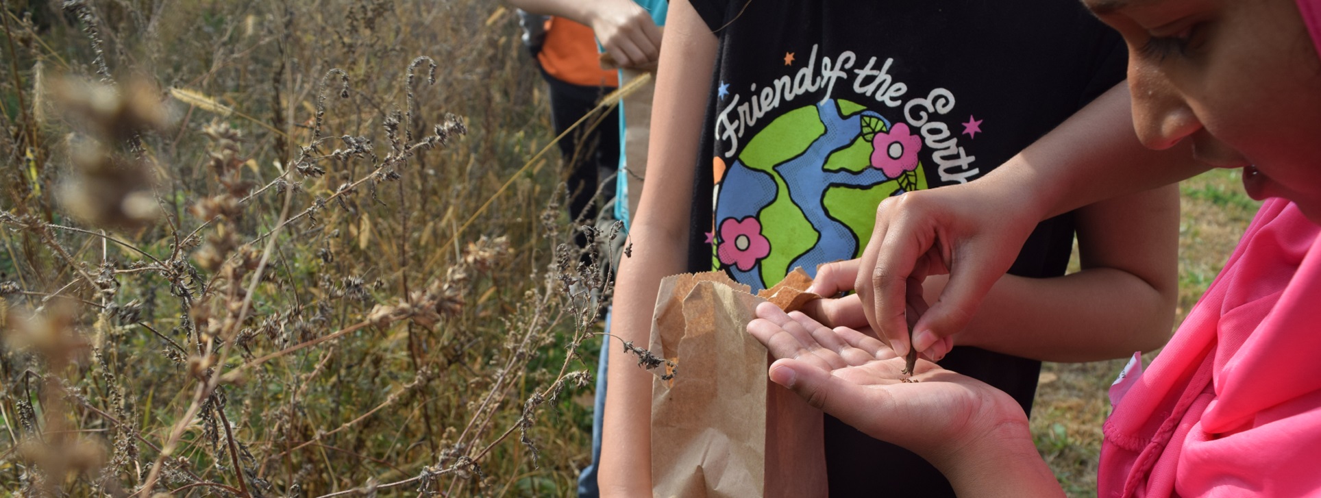 students harvest evening primrose seeds on a field trip to The Meadoway