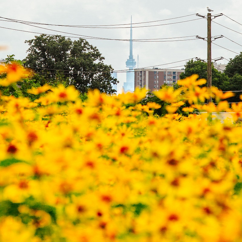 a view of the CN Tower with a sea of native wildflowers in the foreground